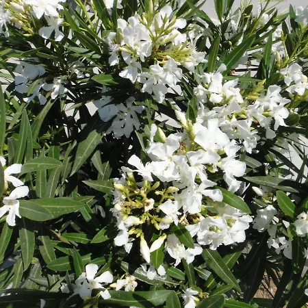 - Maison Mediterranee - Piscine Chauffee A 30c