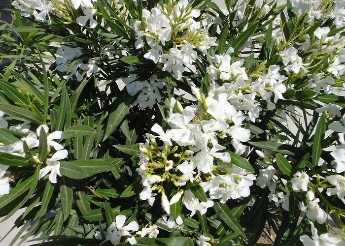 - Maison Méditerranée - Piscine Chauffée à 30c